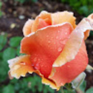 Meet your Posher, Kelli